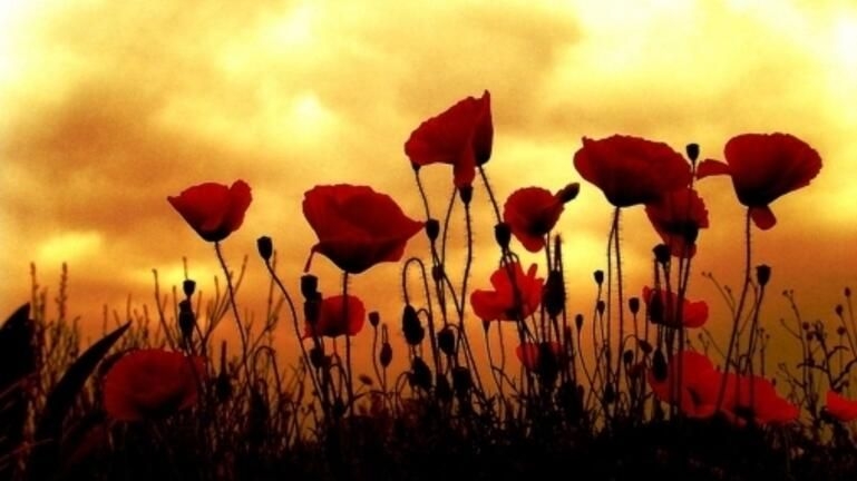 885f156264fc32154b74565a9f5b2df7-4d9